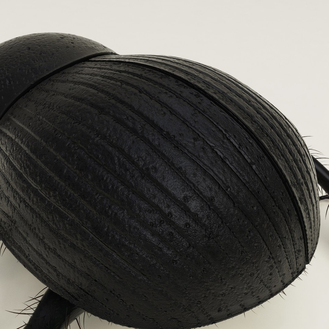 max dung beetle https://p.turbosquid.com/ts-thumb/rJ/uQVh1C/aFfQVo9j/dung_beetle_13/jpg/1315488622/1920x1080/fit_q87/c4cb4da0b5eabb5c87aba47165f727d7e4d8083e/dung_beetle_13.jpg