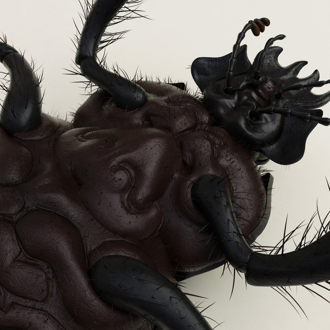 max dung beetle https://p.turbosquid.com/ts-thumb/rJ/uQVh1C/eAlk25kA/dung_beetle_23/jpg/1315488622/1920x1080/fit_q87/5108f7c75e5761a2b7125bd70b07787b2c3dfffd/dung_beetle_23.jpg