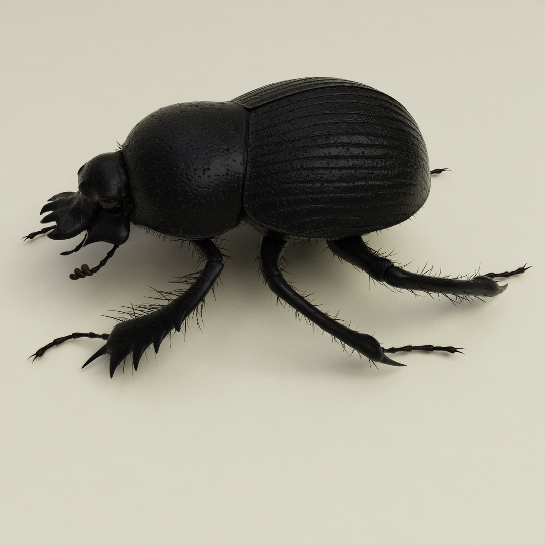max dung beetle https://p.turbosquid.com/ts-thumb/rJ/uQVh1C/rOqA87XA/dung_beetle_360/jpg/1315488623/1920x1080/turn_fit_q99/816b07463e6751fdf0883a065cb4beb2245c1673/dung_beetle_360-1.jpg