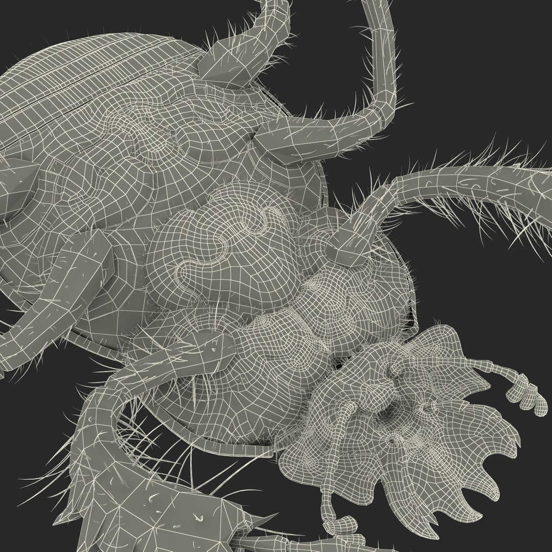 max dung beetle https://p.turbosquid.com/ts-thumb/rJ/uQVh1C/zYi6oYyR/dung_beetle_31/jpg/1315488622/1920x1080/fit_q87/215544dd651a04f9a42940cc8627ba42e475b04d/dung_beetle_31.jpg