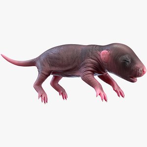 3D rat baby newborn