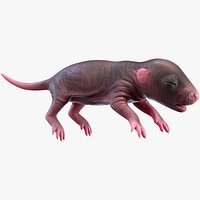 Rat Baby Newborn 3