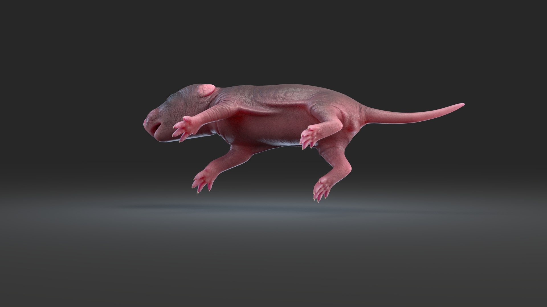 3D rat baby newborn https://p.turbosquid.com/ts-thumb/rJ/vFg4pe/MgznwRVT/rat_newborn_black_05/jpg/1573826357/1920x1080/fit_q87/b0fd216db36ff3d50ea1d9a947e3e042528e3e79/rat_newborn_black_05.jpg