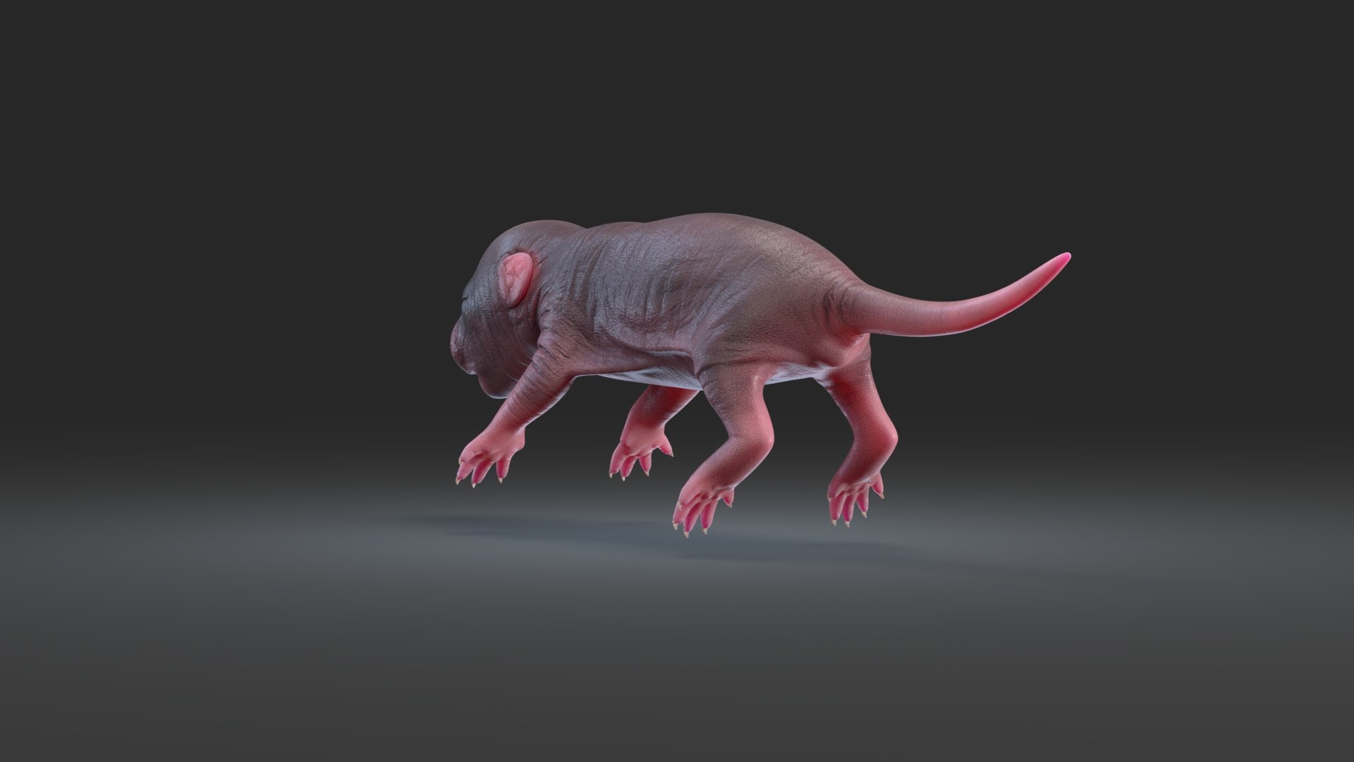 3D rat baby newborn https://p.turbosquid.com/ts-thumb/rJ/vFg4pe/S2ByG32U/rat_newborn_black_04/jpg/1573826357/1920x1080/fit_q87/7a700de0a44ed84e5b99fa36bd89220db8876bdf/rat_newborn_black_04.jpg