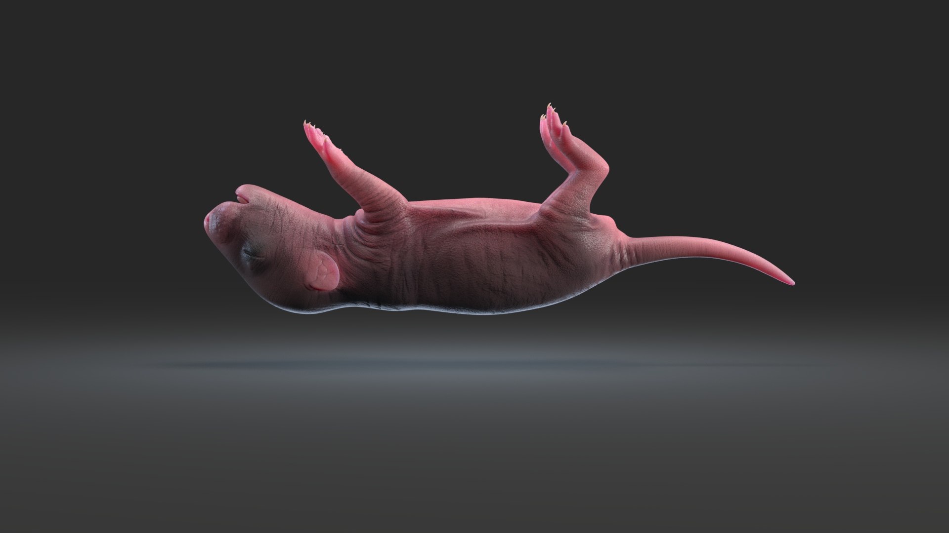 3D rat baby newborn https://p.turbosquid.com/ts-thumb/rJ/vFg4pe/wUX2wt1s/rat_newborn_black_07/jpg/1573826800/1920x1080/fit_q87/7ac0b3d3f07ea2339f9105253bd418f71233af62/rat_newborn_black_07.jpg