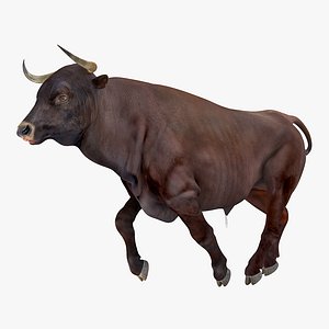 3D bull running pose model
