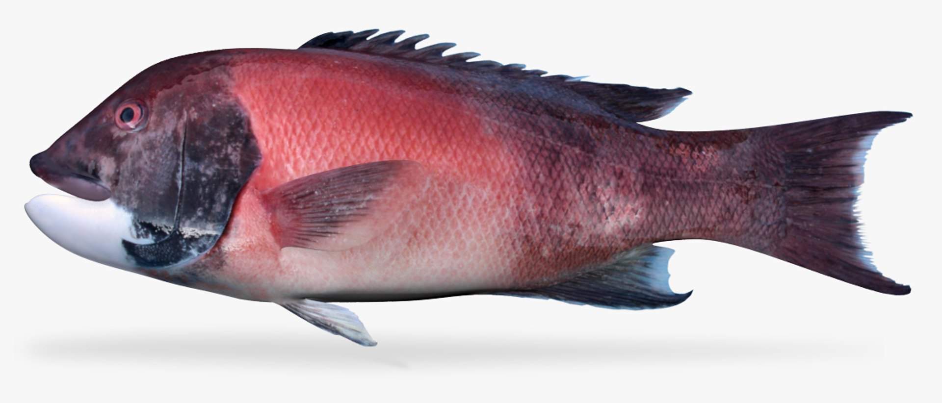 3D California Sheephead Model - TurboSquid 1149293