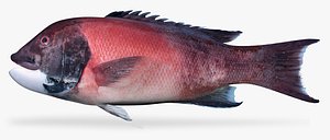 California Sheephead