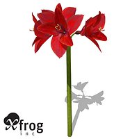 XfrogPlants Amaryllis