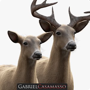 3D odocoileus virginianus model