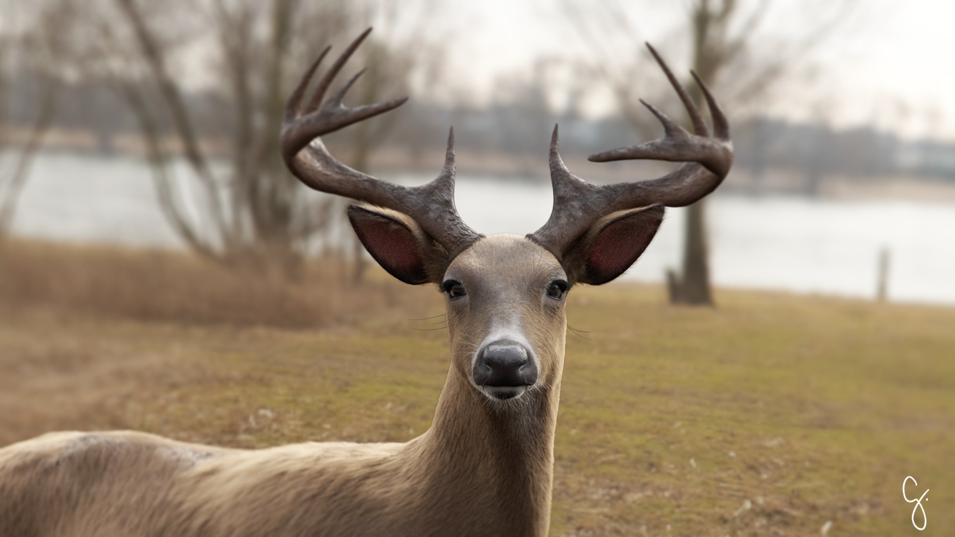 3D odocoileus virginianus model - TurboSquid 1269527