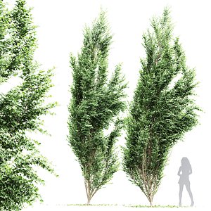 New Tree High detail Carpinus Betulus Broadleaf Windy