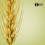 Wheat