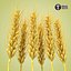 Wheat