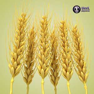Wheat