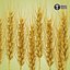 Wheat