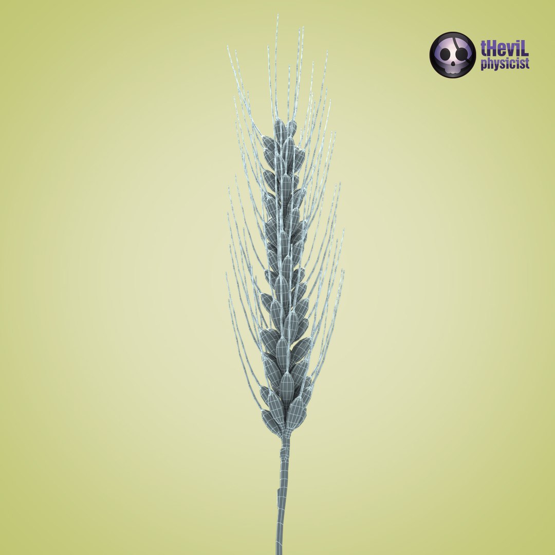 wheat 3d c4d https://p.turbosquid.com/ts-thumb/rK/G0QPTy/norZbV9i/wheat06/jpg/1405595000/1920x1080/fit_q87/3ceb917fbecc7eb9496baa13303d02f1d6015655/wheat06.jpg