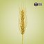 Wheat