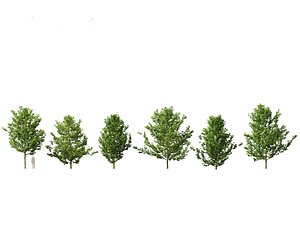 3D Platanus acerifolia -  London plane 02