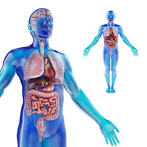 Human Male anatomy model with internal organs with 4K textures