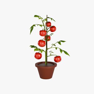 3D Tomato Plant With Fruits