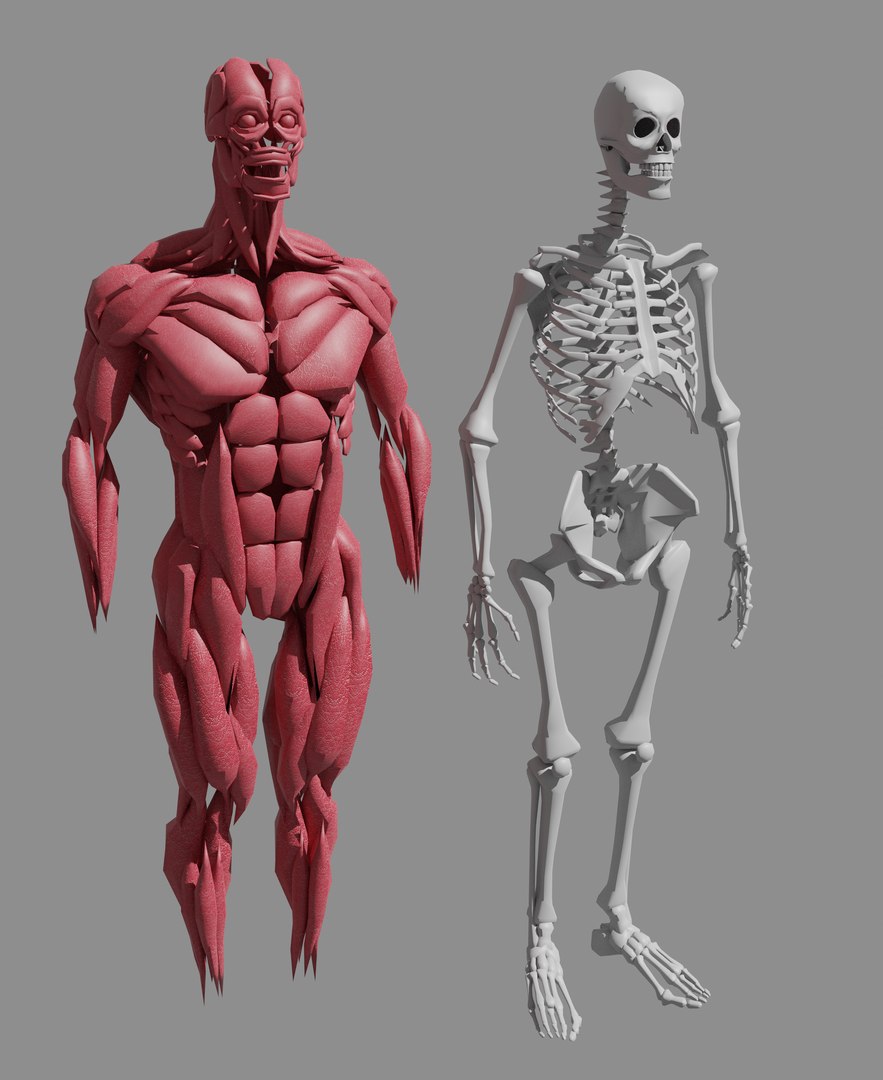 3D Muscle Bones Human Body - TurboSquid 1661509