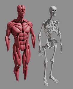 3D muscle bones human body