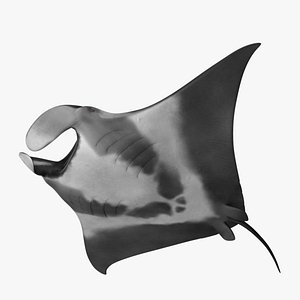manta birostris giant oceanic 3d model