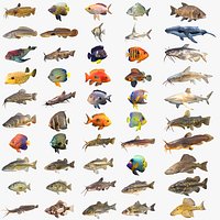 50 Fish Sea Creatures Collection v4