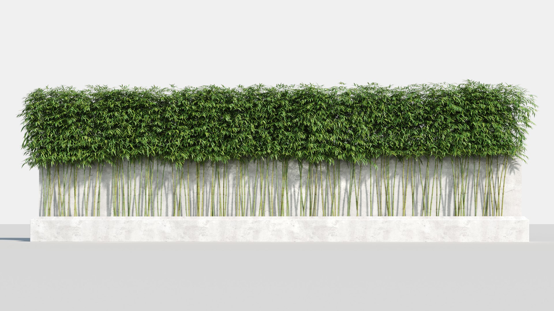 bamboo plants 2 fargesia model https://p.turbosquid.com/ts-thumb/rL/3iq56w/BmxAEwRF/bamboo1/jpg/1583162416/1920x1080/fit_q87/5b1ebdcdd468d663601947f1ad8dc516b5e3fe3c/bamboo1.jpg