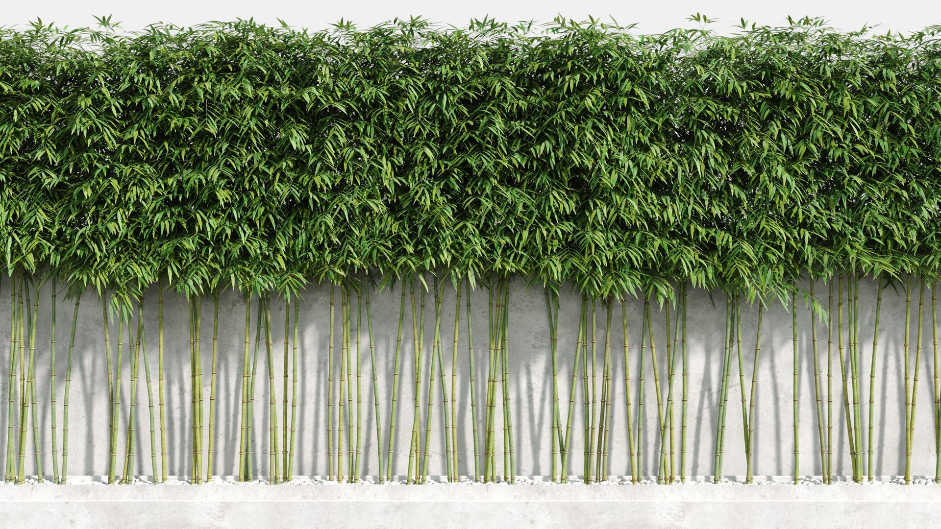 bamboo plants 2 fargesia model https://p.turbosquid.com/ts-thumb/rL/3iq56w/QaDjjsg6/bamboo6/jpg/1583162433/1920x1080/fit_q87/86dc495cdda75cc3f07ff7416f441ec551ea817d/bamboo6.jpg