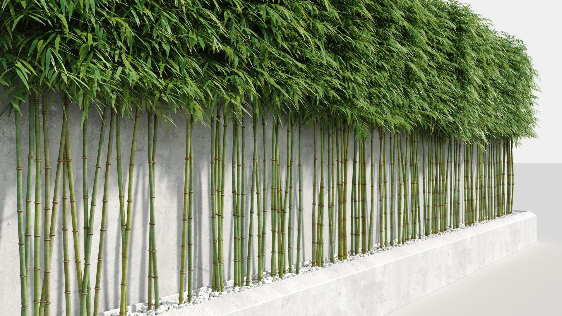 bamboo plants 2 fargesia model https://p.turbosquid.com/ts-thumb/rL/3iq56w/fwWqeGSw/bamboo4/jpg/1583162421/1920x1080/fit_q87/726816b17b14c96e79ccfadde91af97dc51983fa/bamboo4.jpg