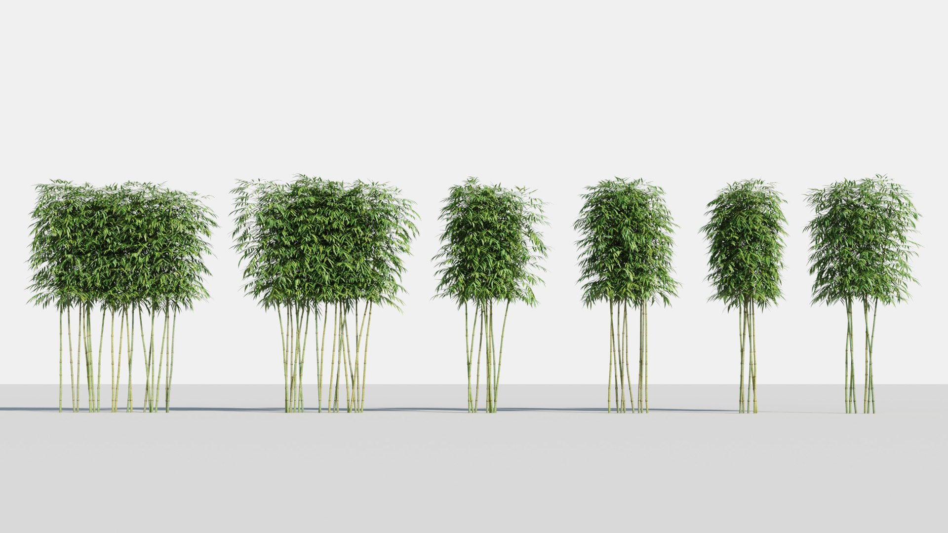 bamboo plants 2 fargesia model https://p.turbosquid.com/ts-thumb/rL/3iq56w/jW40bbHT/bamboo3/jpg/1583162421/1920x1080/fit_q87/07f62c67a64e8660c73a1353e8957cda7eef41ee/bamboo3.jpg