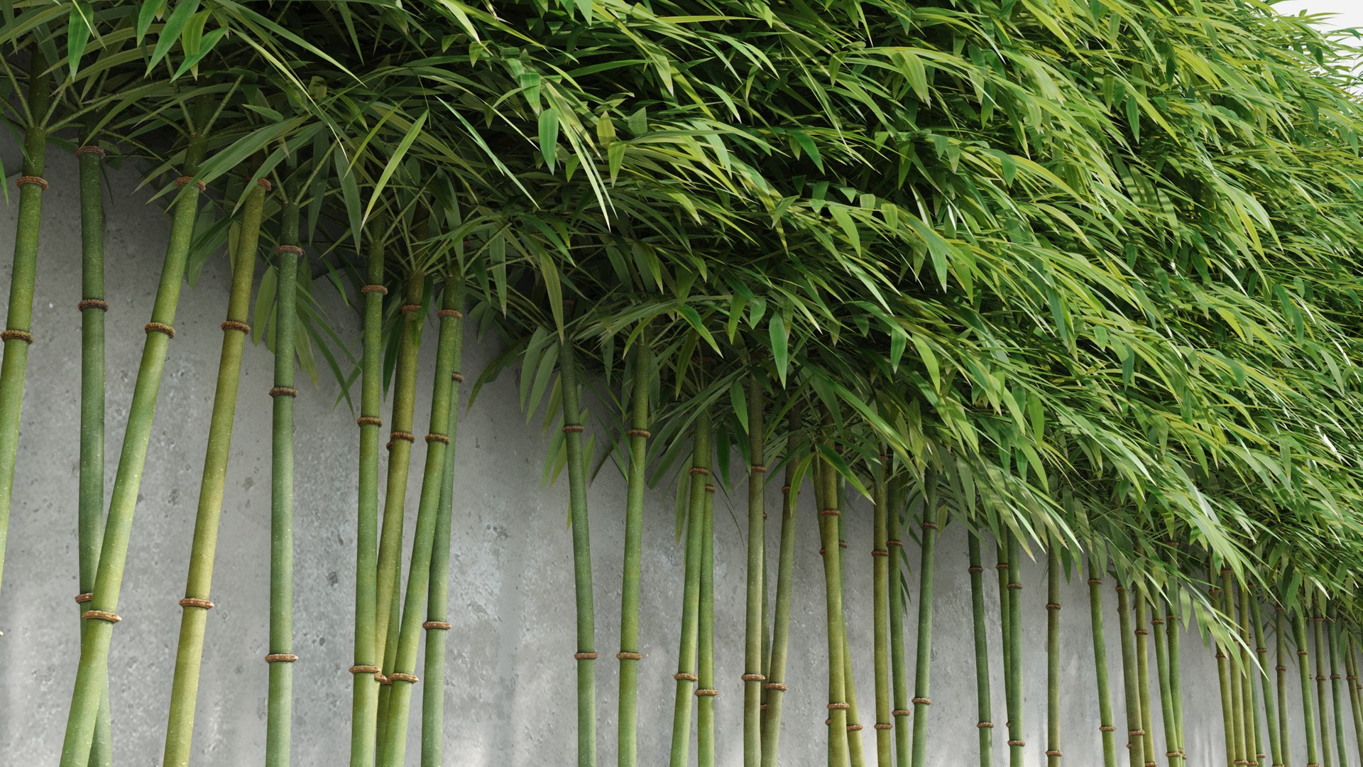 bamboo plants 2 fargesia model https://p.turbosquid.com/ts-thumb/rL/3iq56w/nCEq29V1/bamboo5/jpg/1583162421/1920x1080/fit_q87/3c37c333ae13ab00e82edab6743f1b288e809bbb/bamboo5.jpg