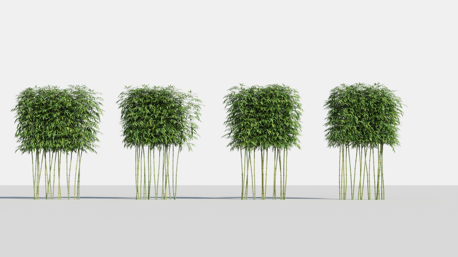 bamboo plants 2 fargesia model https://p.turbosquid.com/ts-thumb/rL/3iq56w/oklv6n2Z/bamboo2/jpg/1583162416/1920x1080/fit_q87/db465add54348d7be353dece7948d6e429fa3eba/bamboo2.jpg