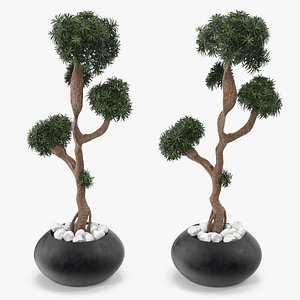 3D model Podocarpus Small Tree in Pot