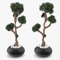 Podocarpus Small Tree in Pot