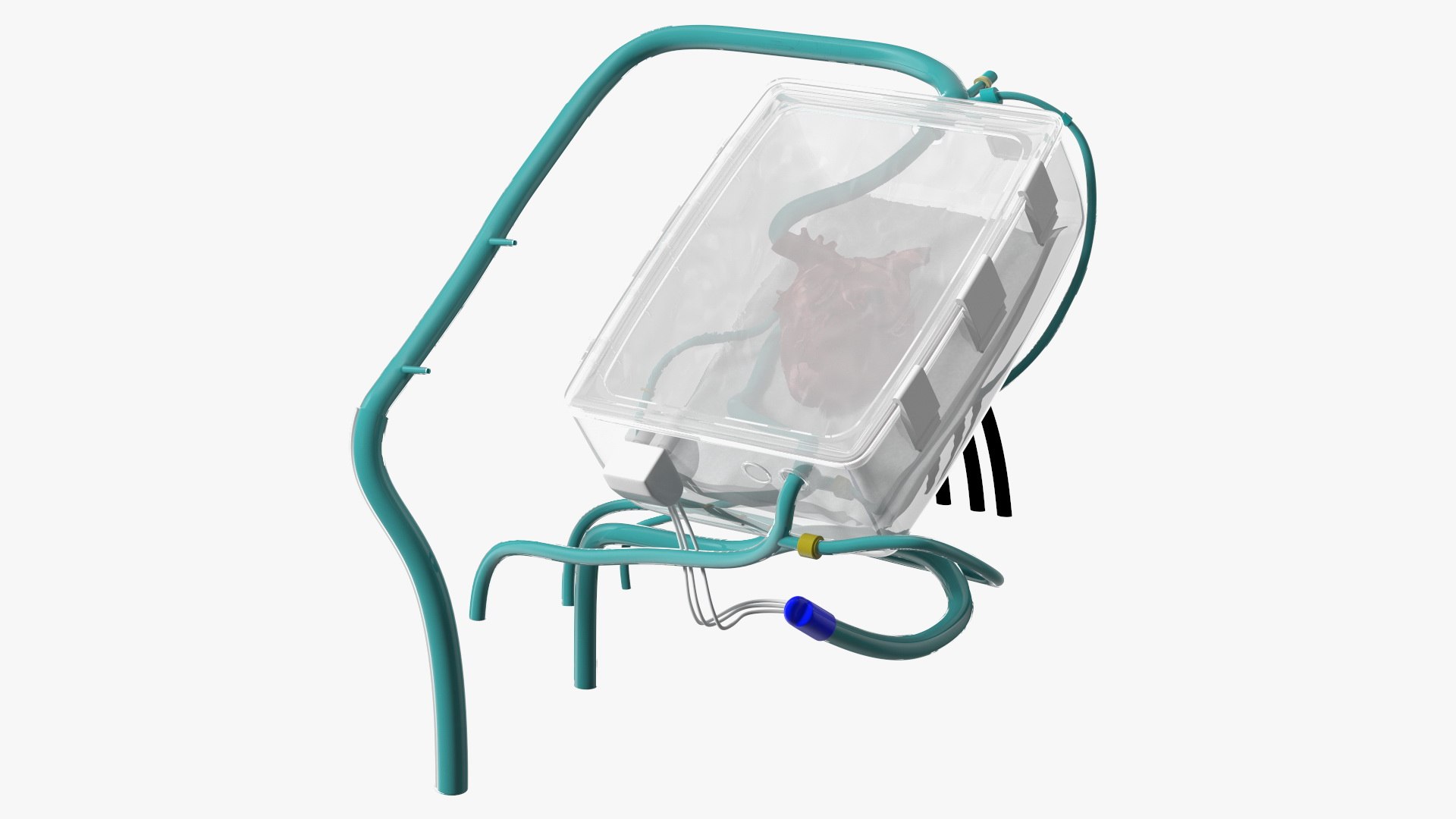 Heart in Organ Care Box 3D model preview