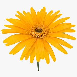 Yellow Daisy