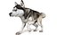 Dog Pack