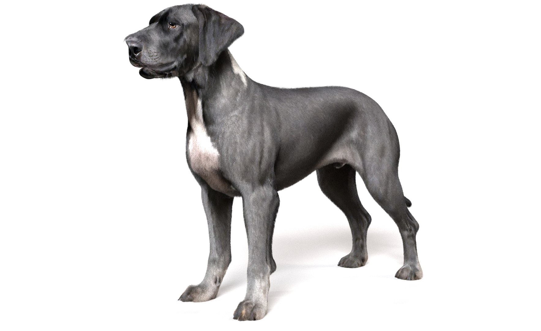 Dog Pack model https://p.turbosquid.com/ts-thumb/rL/e7yYw5/a5/16/jpg/1734359464/1920x1080/fit_q87/9e89e57897319674f87a7153f1ed1b71eecaeb33/16.jpg