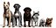 Dog Pack