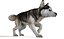 Dog Pack