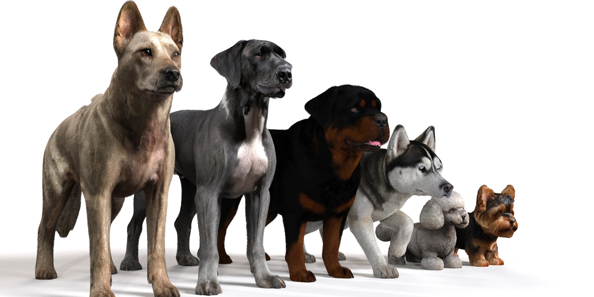 Dog Pack model https://p.turbosquid.com/ts-thumb/rL/e7yYw5/eX/2/jpg/1734359694/1920x1080/fit_q87/2530ddda35851bd015fe6b913c744771037138cd/2.jpg