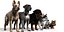 Dog Pack