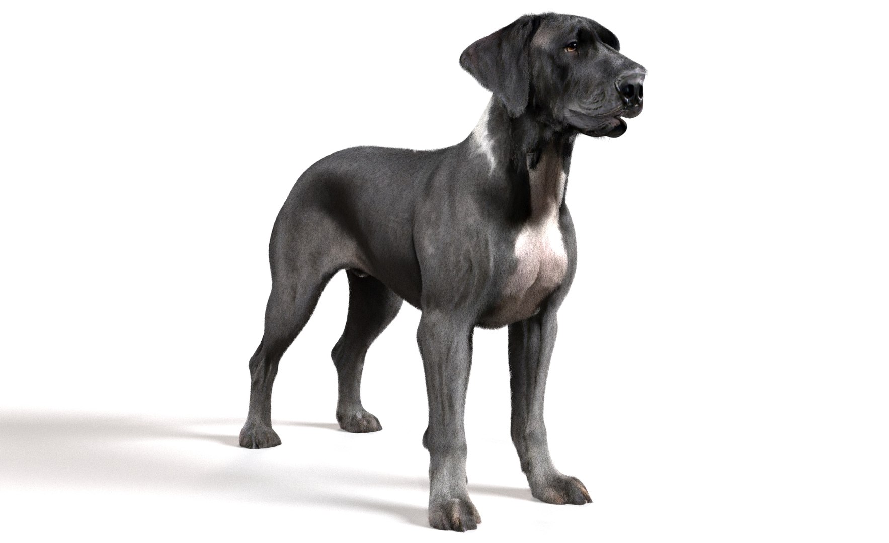 Dog Pack model https://p.turbosquid.com/ts-thumb/rL/e7yYw5/gW/17/jpg/1734359465/1920x1080/fit_q87/61b2838d8e3a5f752d9070368ffbc835c8e3d621/17.jpg