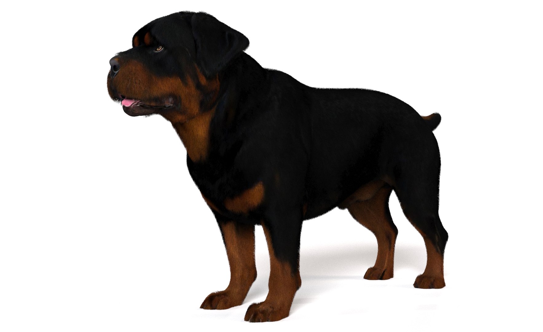 Dog Pack model https://p.turbosquid.com/ts-thumb/rL/e7yYw5/i3/13/jpg/1734359460/1920x1080/fit_q87/19c216445c17271338791a832a7b779943093795/13.jpg