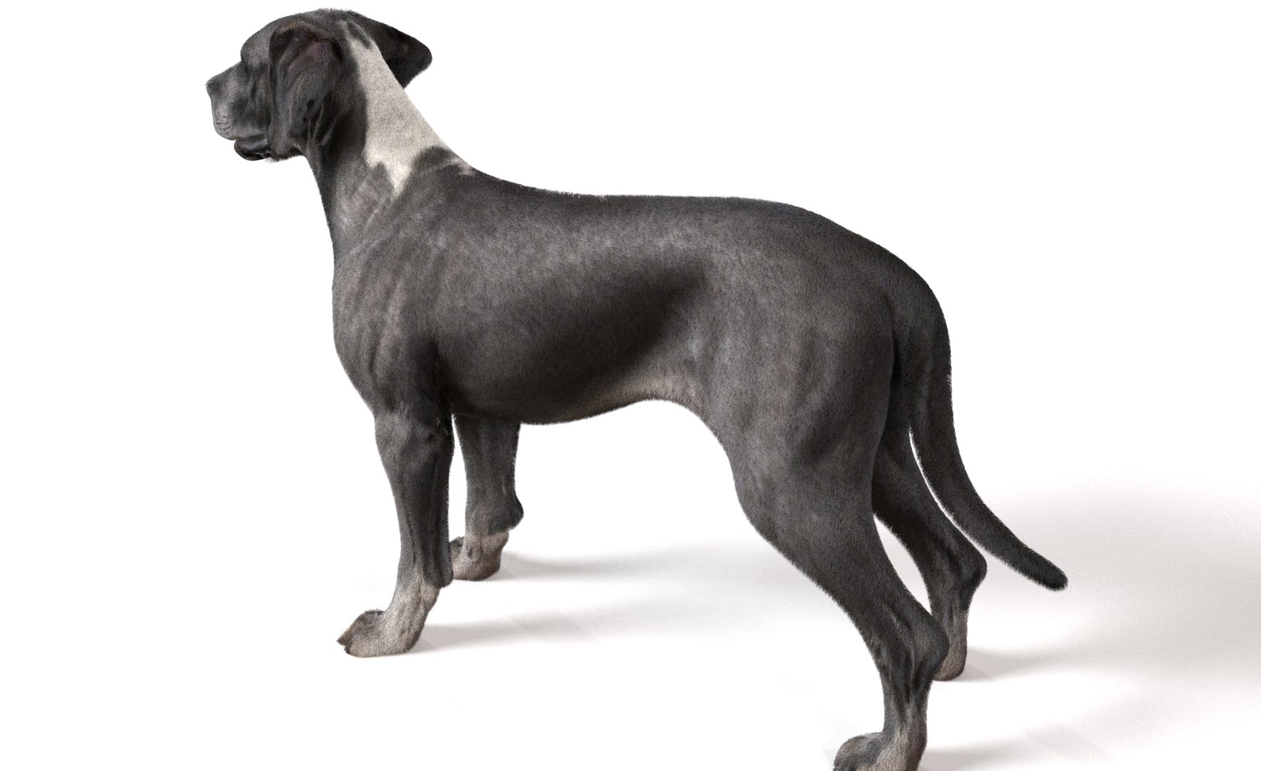 Dog Pack model https://p.turbosquid.com/ts-thumb/rL/e7yYw5/jg/18/jpg/1734359467/1920x1080/fit_q87/039b9dd9c756d38f328188e2d83f3f85d0ff9c87/18.jpg