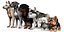 Dog Pack