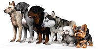 Dog Pack